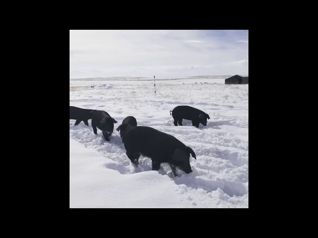 Family of Pigs Enjoys Winter Wonderland After Record-Breaking Snowfalls in Montana