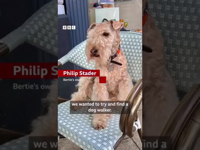 Meet Bertie.People love this Lakeland Terrier, and his owner is not really sure why.