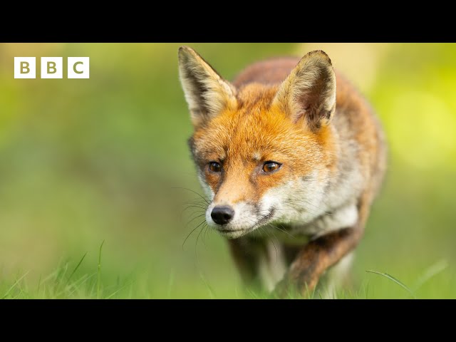 🔴 LIVE wildlife cameras 🐣 29 May 🌺 BBC Springwatch 2024