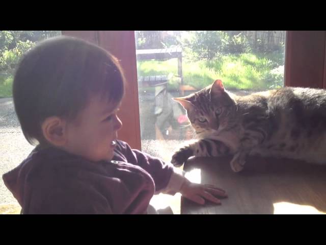 Baby tests cat's patience