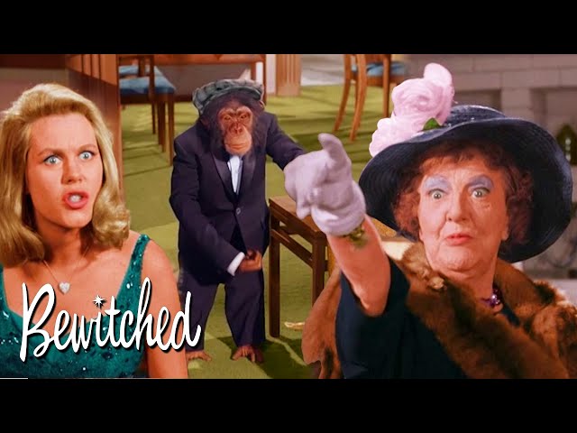 Aunt Clara Turns Darrin Into A Chimpanzee! | Bewitched