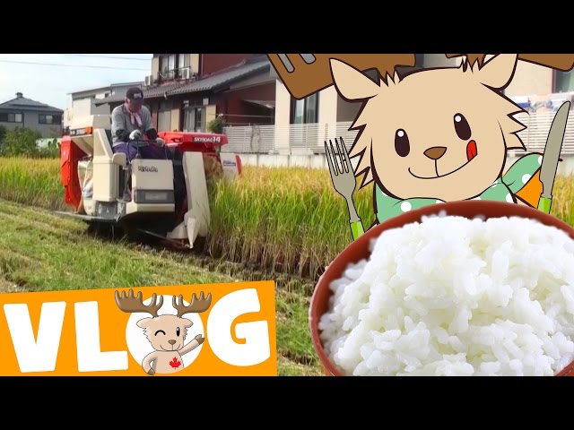 Harvesting Rice | Marty's Vlog