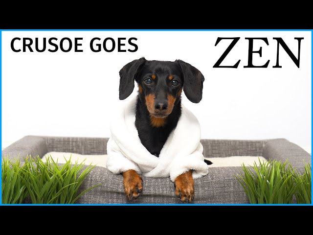Crusoe Goes "Zen" with Petlibro Water Fountain - Cute Dachshund Video