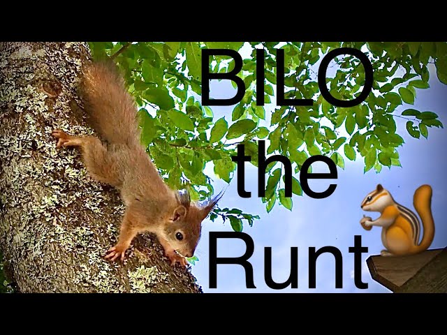 BILO the Runt Squirrel