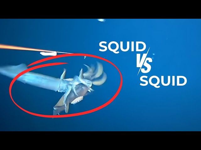 When squid attack!