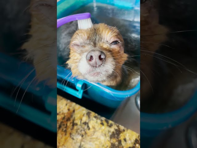 Placid Pomeranian Enjoys Blissful First Bath and Toothbrush Scrub