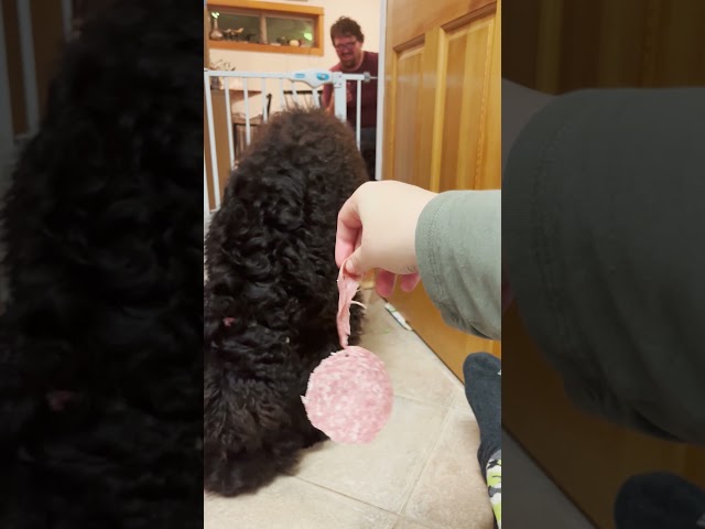 50-Pound Giant Schnoodle Squeezes Through Tiny Cat Flap