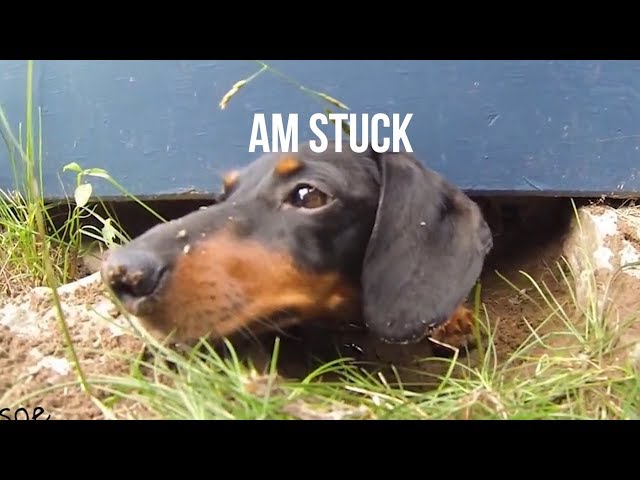 My Dog Stuck Under Deck - Mum Almost Finds Out!