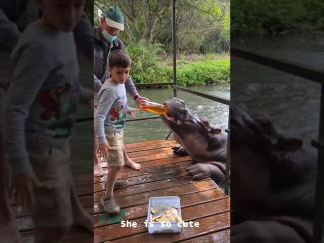 Celebrity Hippo Enjoys Tea at South African Nature Preserve
