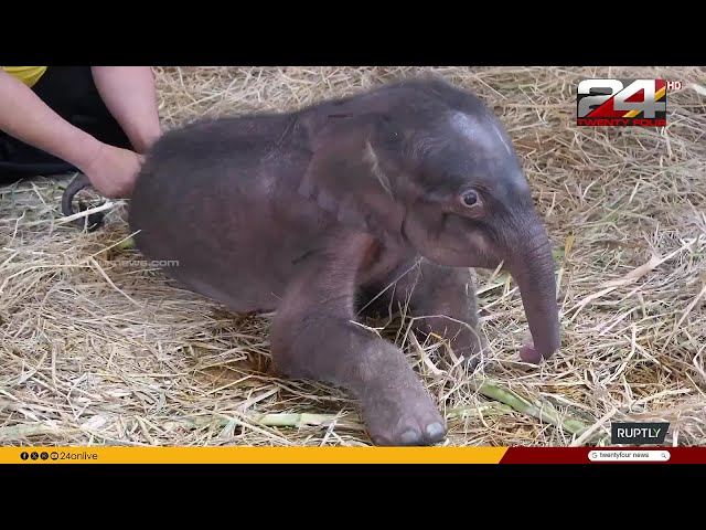 തായ്‌വാനിൽ ആന ജന്മം നൽകിയത് ആൺ-പെൺ ഇരട്ടകൾക്ക് elephant gives birth to twins