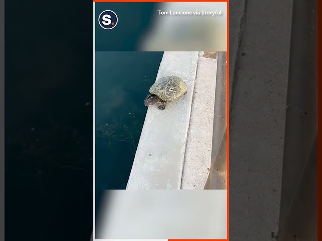 Turtle Searches for Perfect Diving Perch Before Jumping Into Arizona Lake