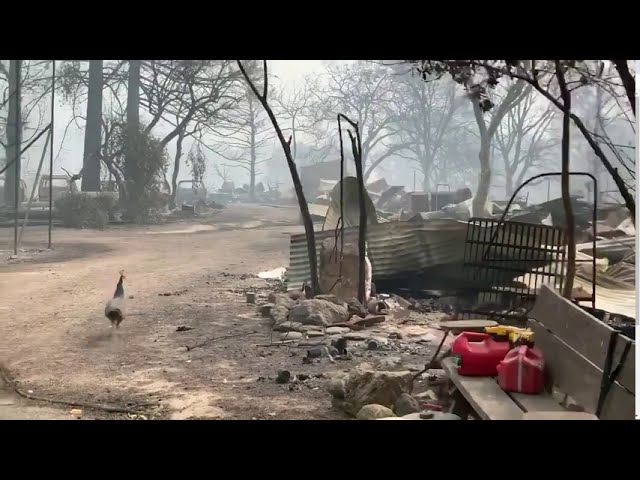 Peacocks Seen Roaming in Glass Fire Damaged Area