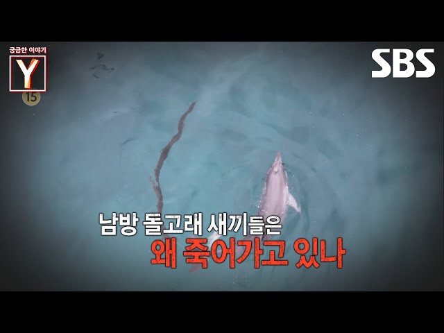 [예고] 돌고래들이 시체로 발견되고 있다?! 새끼 돌고래 연쇄 폐사 미스터리🐬 | 궁금한 이야기 Y | SBS
