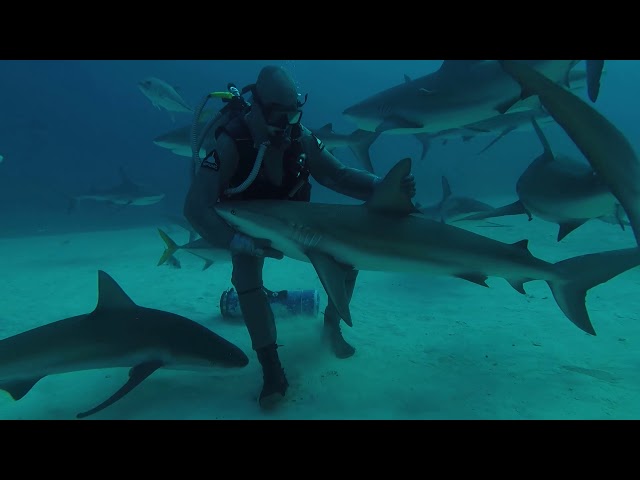 Marine Biologist Pets Shark in the Waters of Grand Bahama Island