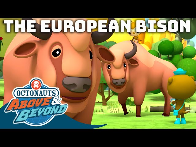 Octonauts: Above & Beyond - The Legendary European Bison 🦬 | Compilation | @Octonauts​