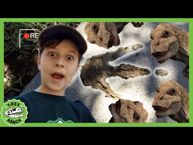 Can You Find The Baby T-Rex?! | T-Rex Ranch Dinosaur Videos