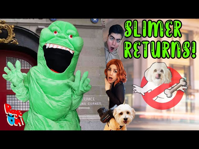#Slimer returns in real life and Slimes again!  Funny dog parody #Ghostbusters doggy edition