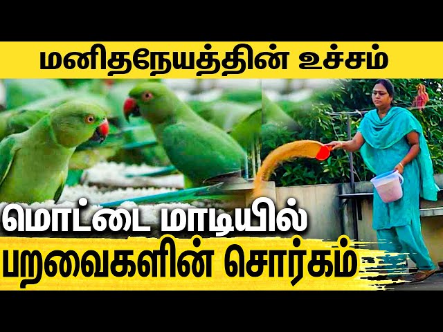 பறவைங்க என் குழந்தை மாதிரி | Feeding Birds more than 7 Years - Priya | Chennai