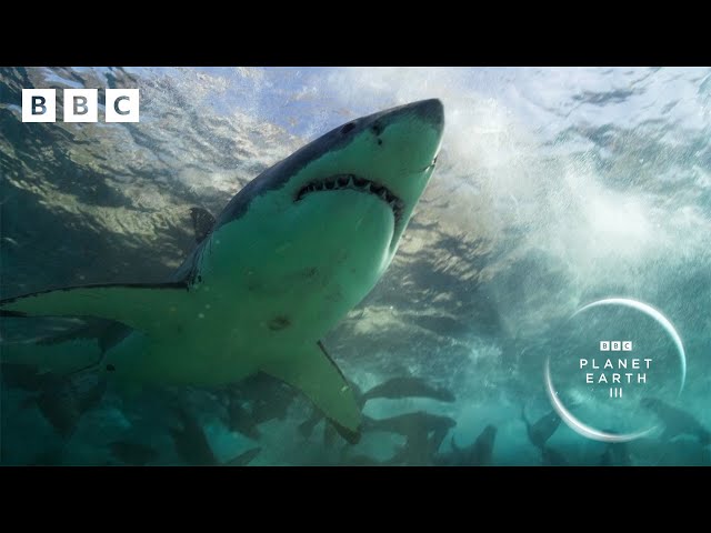 The INCREDIBLE moment seals chase away a great white shark 😮 | Planet Earth III - BBC