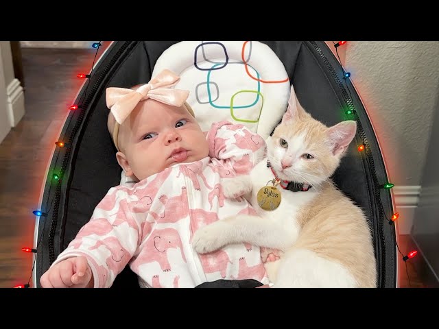 A CHRISTMAS KITTY MIRACLE!! 🎁  - Daily Bumps Vlogmas 2022