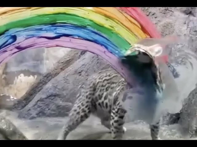 Ocelot Enjoys LGBT Rainbow as Cincinnati Zoo Marks Starts of Pride Month