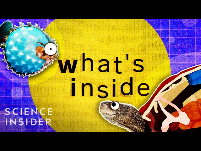 What's Inside These 8 Unique Creatures?