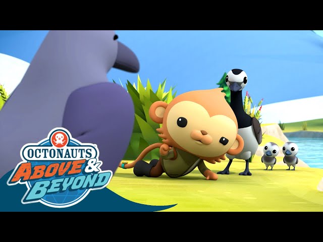 Octonauts: Above & Beyond - Helping Mother Goose | The Barnacle Geese | Season 2 | @Octonauts​