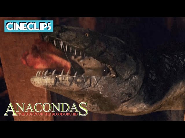 Eaten Alive By Anaconda | Anacondas: The Hunt For The Blood Orchid