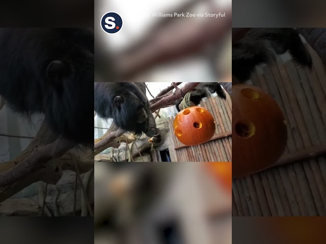 Monkeys Enjoy Treat-Filled Pumpkins