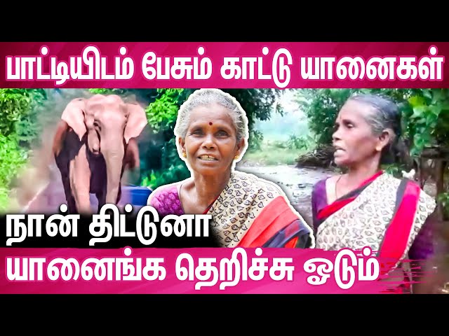 பாகுபலி யானை ஊரையே கதிகலங்க வைப்பான் : Bravest Woman Using Her Voice to Control an Elephant