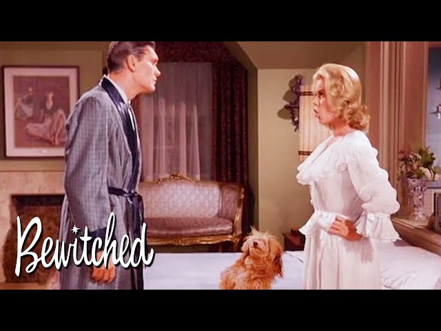 Darrin Can't Believe What Samantha Is Telling Him | Bewitched