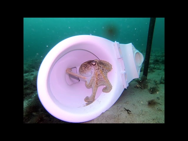 Octopus Explores Toilet Placed by Marine Biologist in Port Phillip Bay