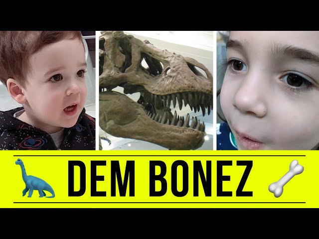 🦕 The American Museum of Natural History | FREE DAD VIDEOS