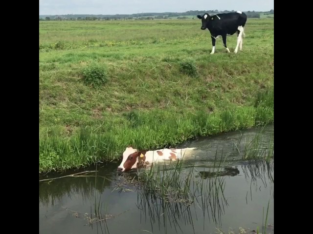 Can cows swim 💦💦🐄💦💦