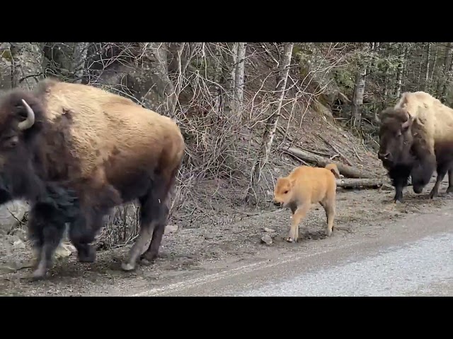'Red Dog' Baby Bison Amaze Onlooker in Yellowstone