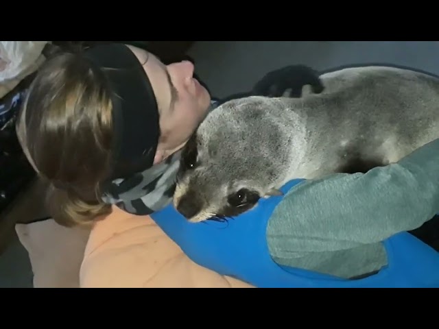 Rescued Fur Seal Enjoys Massage and Cuddle Time