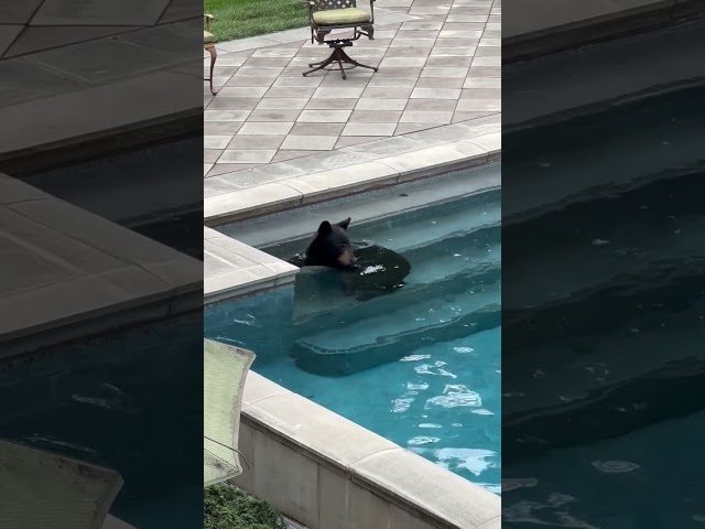 Bear Spotted Taking Dip at Million Dollar Estate