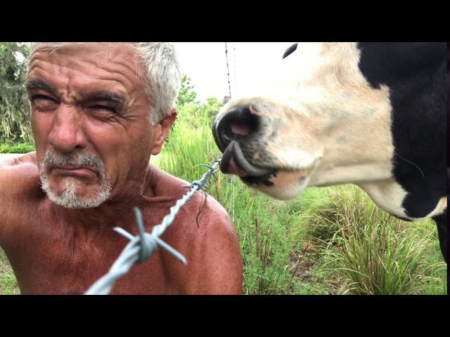 How 'Amoosing': Cows Licks Sweaty Florida Man
