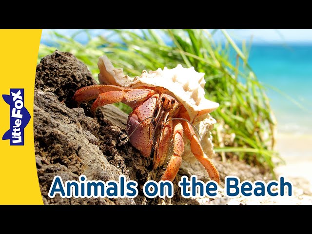 Beach Animal Adventure: Meet Sea Lions, Walruses, Brown Pelican, and Hermit Crabs
