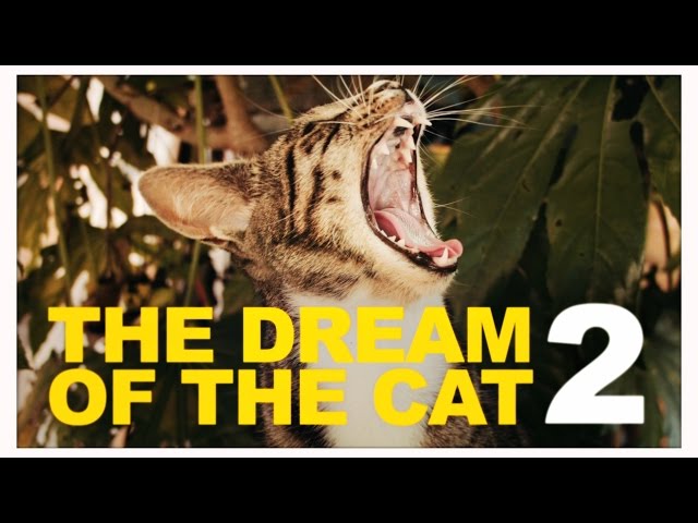 The Dream Of The Cat 2