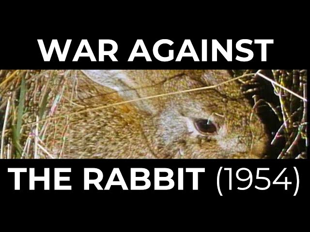 War against the rabbit (1954)