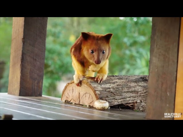 Baby Tree Kangaroo Finds Confidence Outside of Mother's Pouch