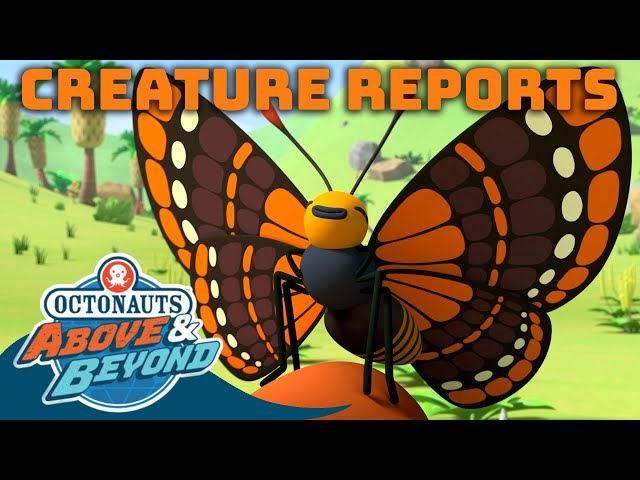 Octonauts: Above & Beyond -  Spring Creature Report: Quino Checkered Spot Butterfly 🦋 | @Octonauts