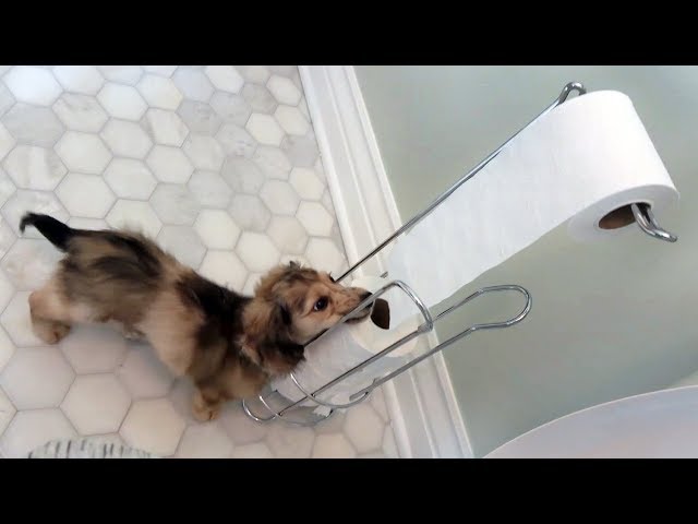 Daphne the Cute Dachshund Puppy LOVES Toilet Paper!