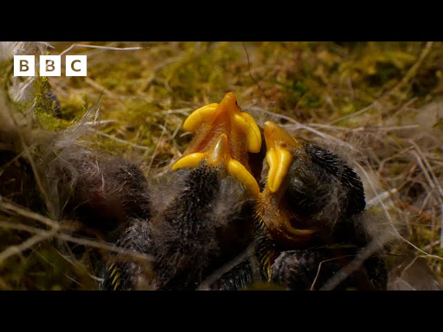 🔴 LIVE wildlife cameras 🐣 12 June 🌺 BBC Springwatch 2024