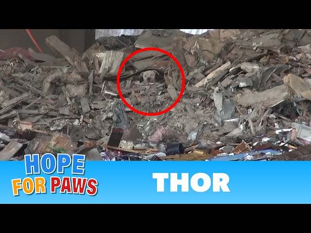 A scared homeless pit bull is found hiding deep in a trash heap. Please share his rescue video #epic