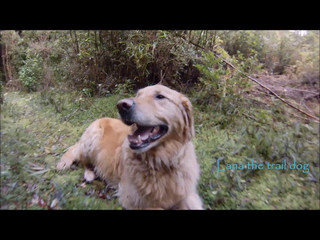Lana the trail dog - Isla Bruja Lodge - Chiloe Mountain Bike