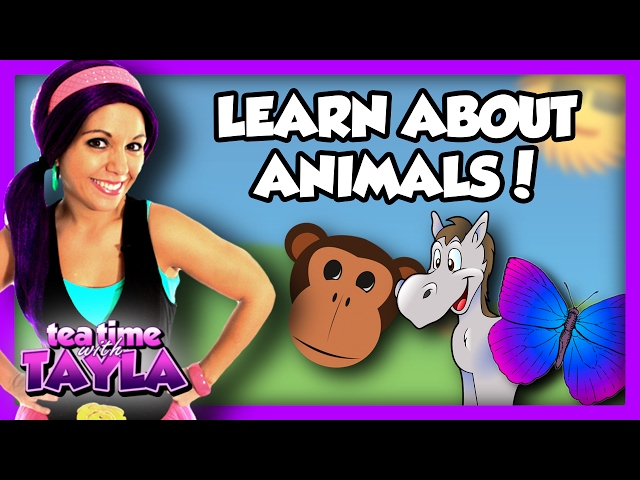 Learn About Animals | Animal Fun on Tea Time with Tayla