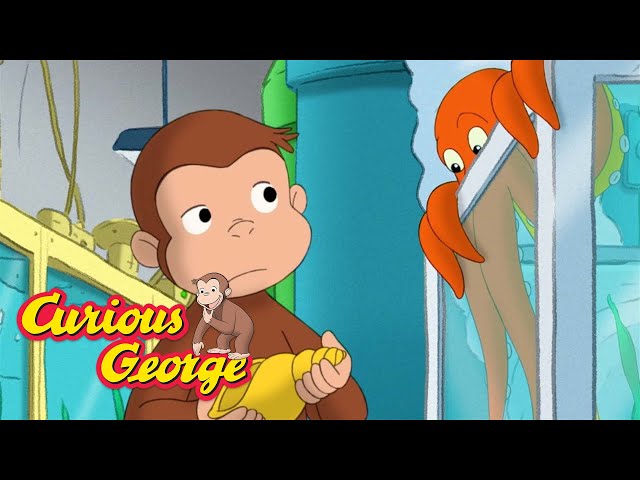 An Octopus Mystery 🐵 Curious George 🐵 Kids Cartoon 🐵 Kids Movies 🐵 Videos for Kids