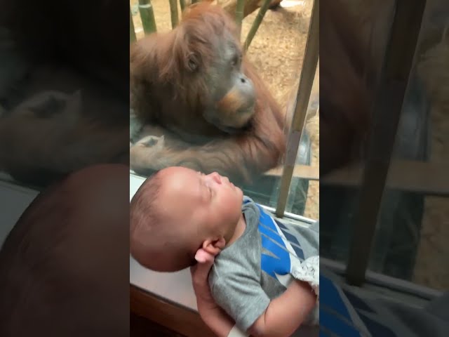 Curious Orangutan Inspects Baby